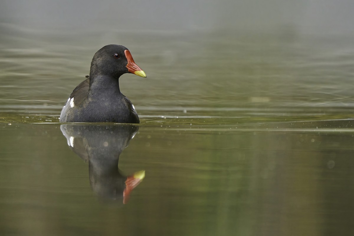 Eurasian Moorhen - Kevin Hughes