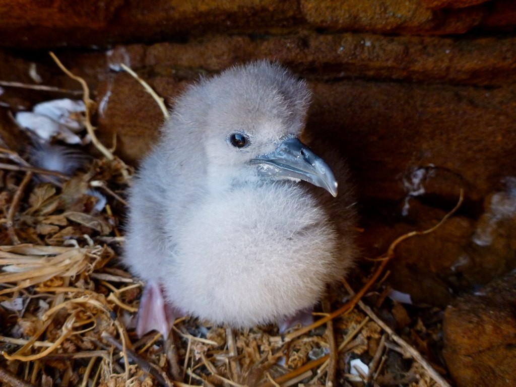 Wedge-tailed Shearwater - ML54357801