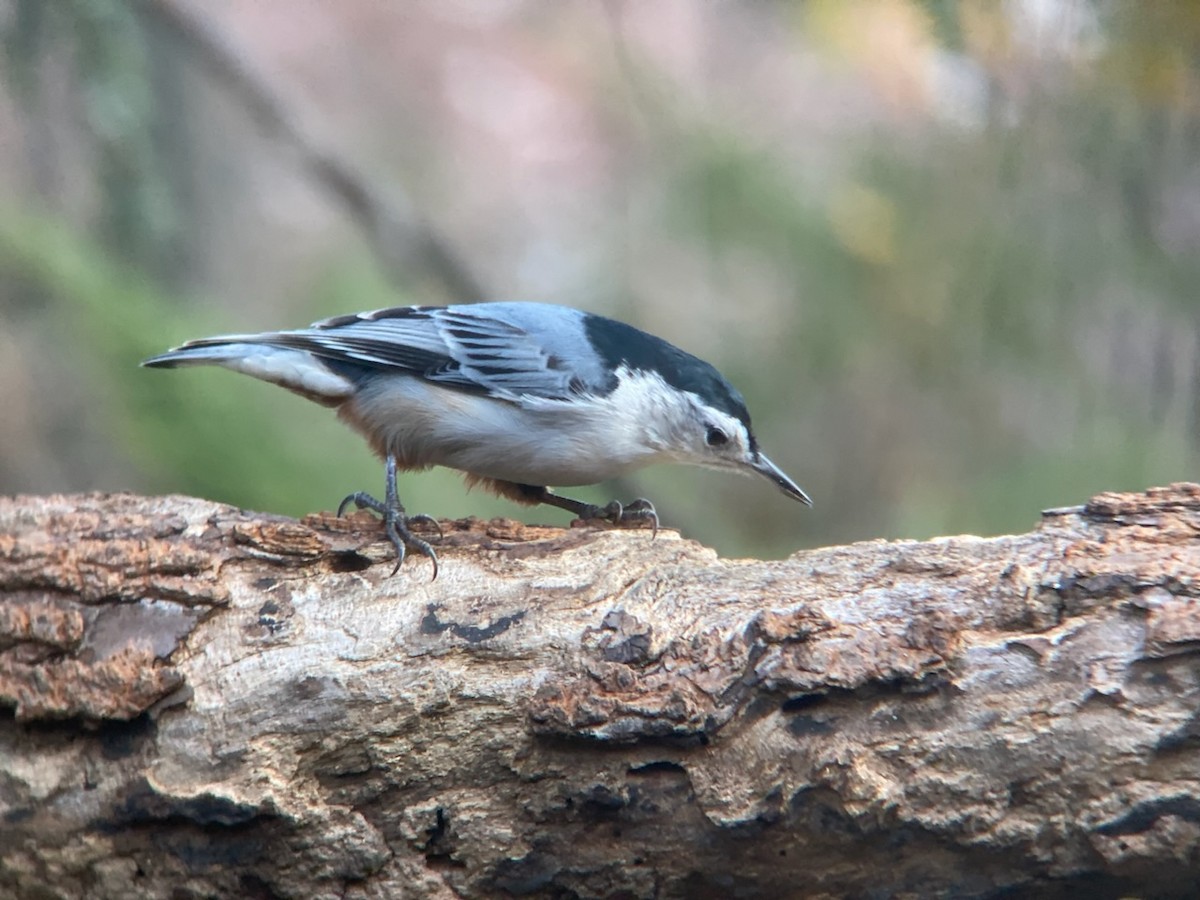 White-breasted Nuthatch - ML543578391