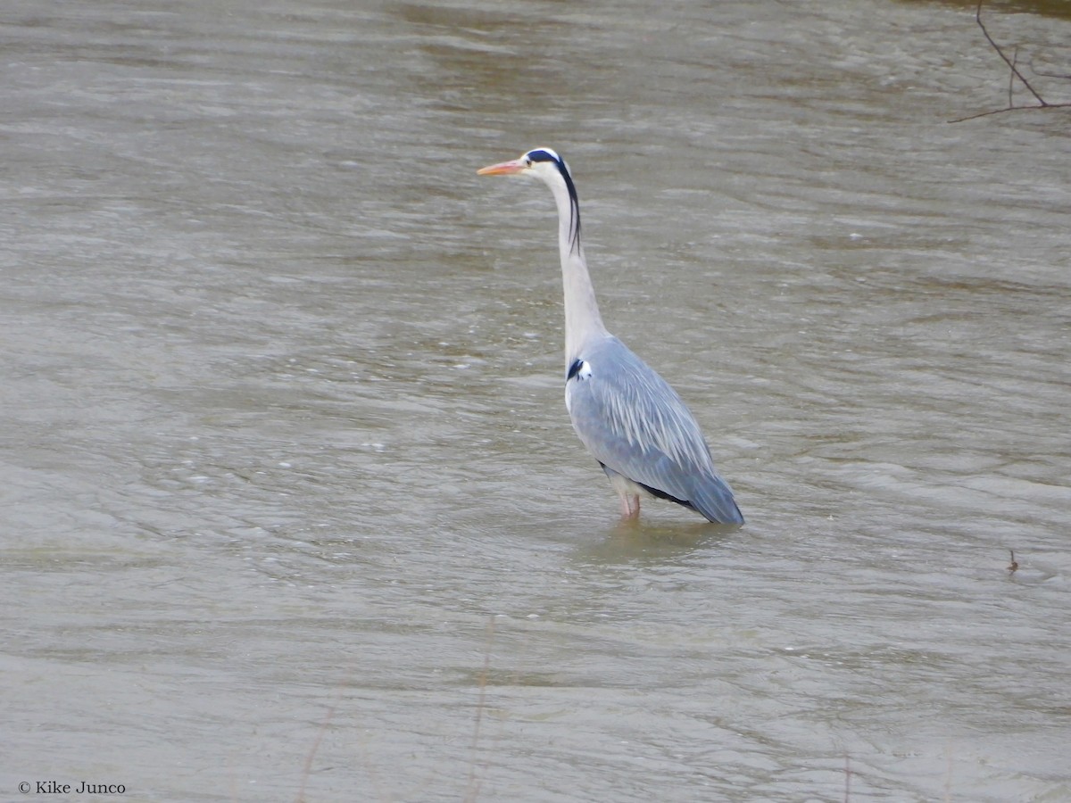 Gray Heron - ML543579051