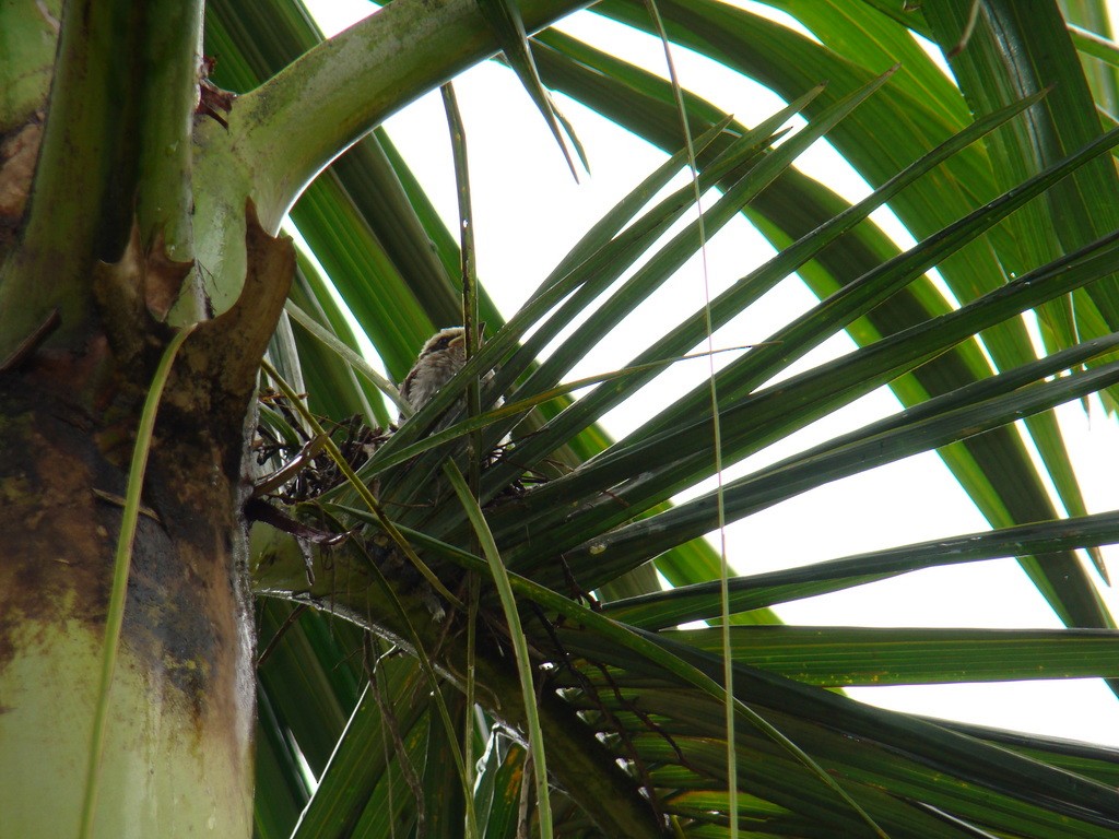 glennetyrann - ML54357931