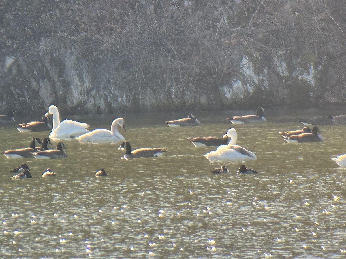 Tundra Swan - ML543579811