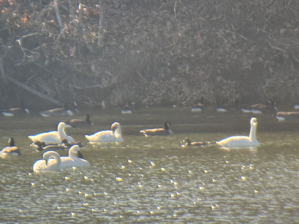 Tundra Swan - ML543579821