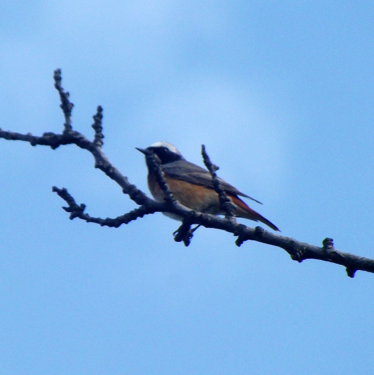 Common Redstart - ML54357991