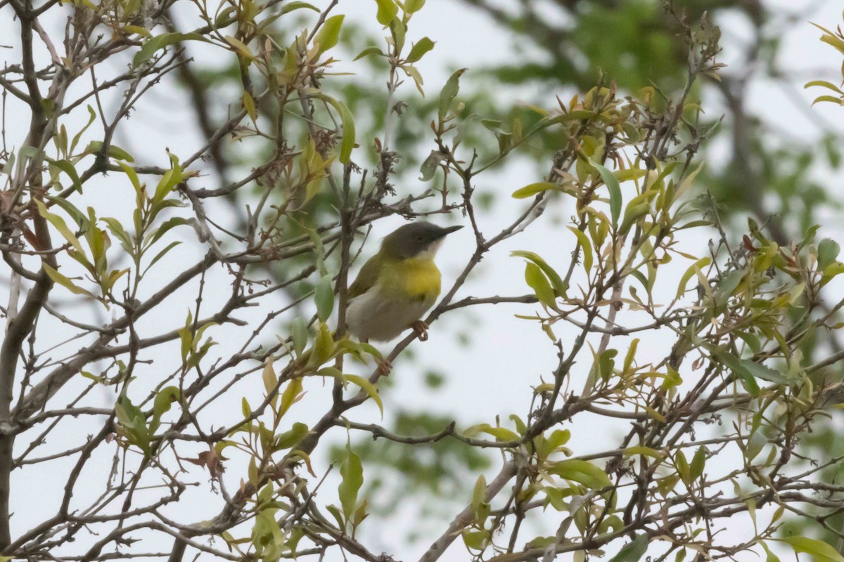 Apalis Pechigualdo (grupo flavida) - ML543580331