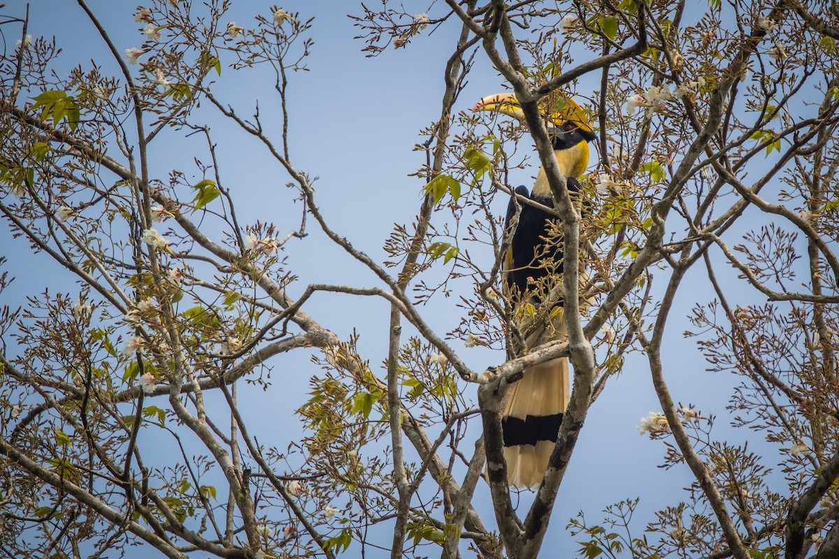 Great Hornbill - Pongisara Rollap
