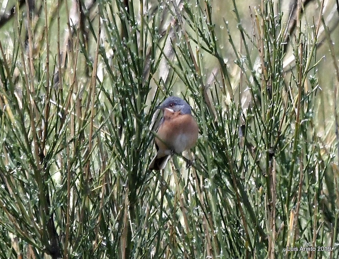 Txinbo papargorrizta iberiarra - ML543580661