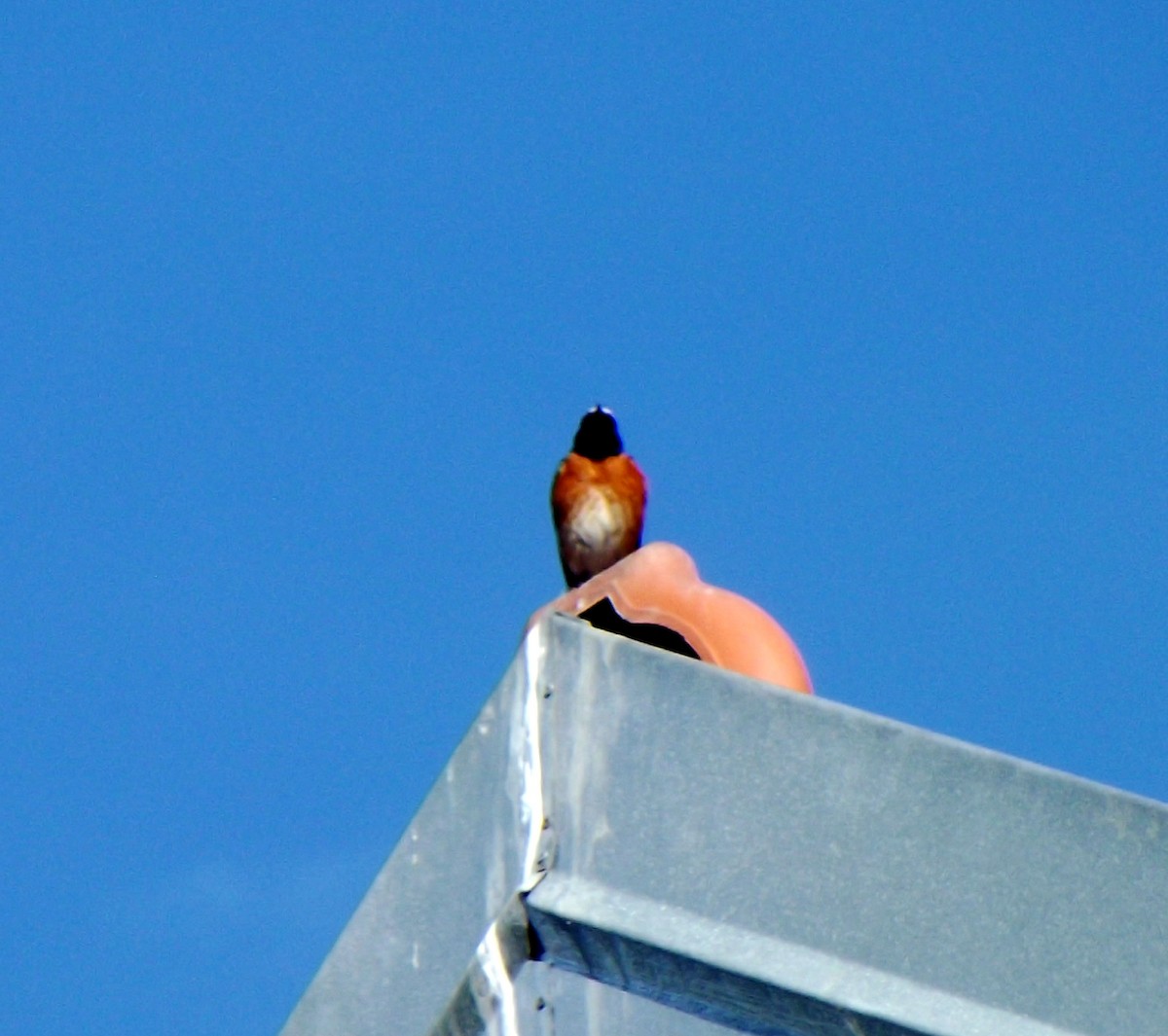 Common Redstart - Denis Ćoso