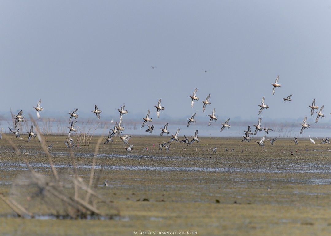 Garganey - ML543581581