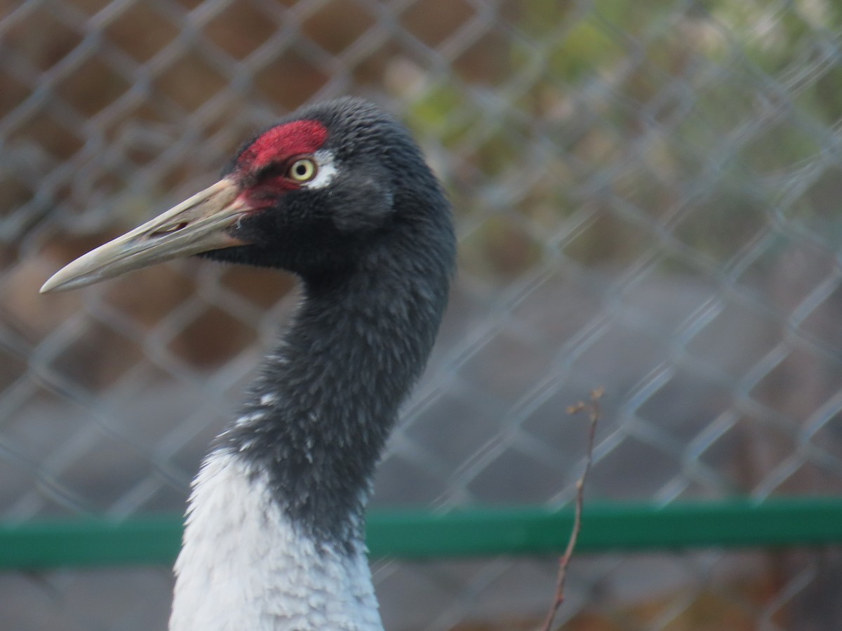 Black-necked Crane - ML543583431