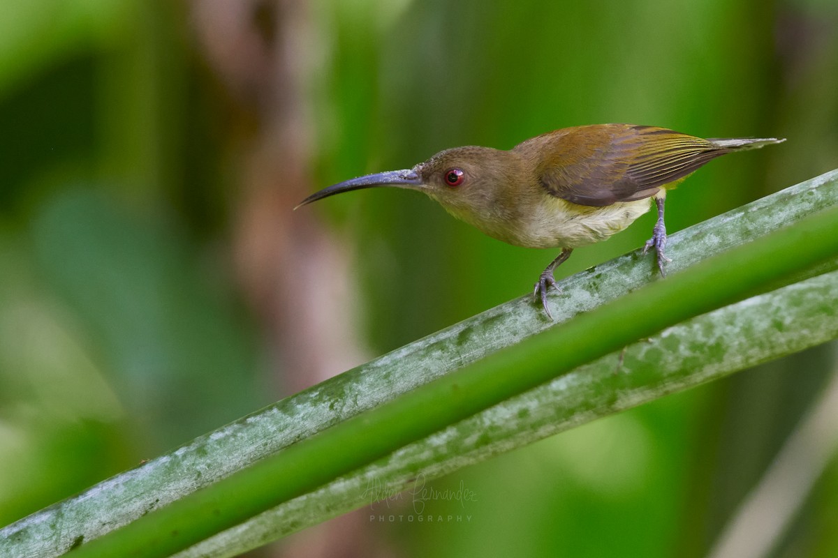 Orange-tufted Spiderhunter - Alden Fernandez