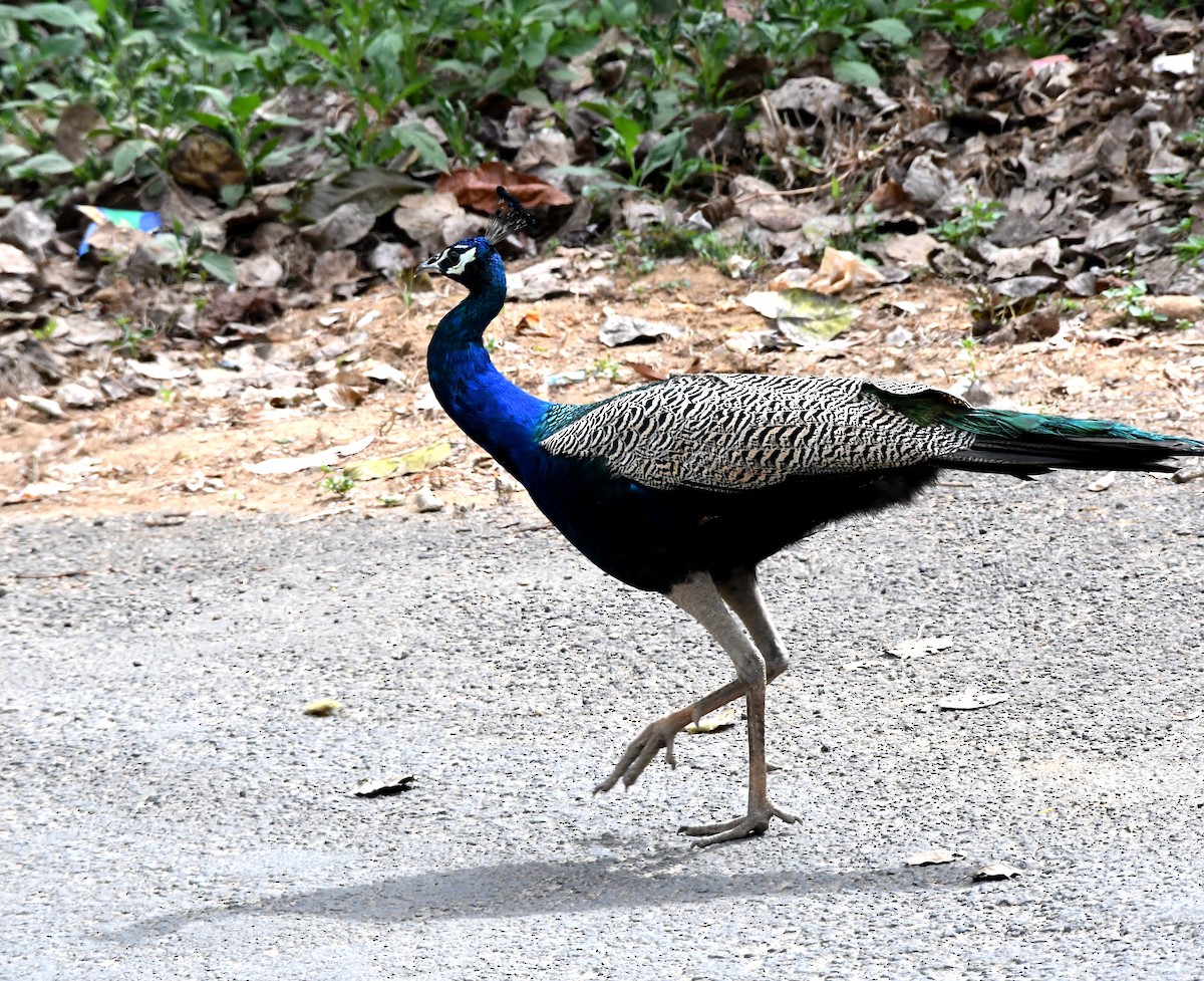 Indian Peafowl - ML543585001