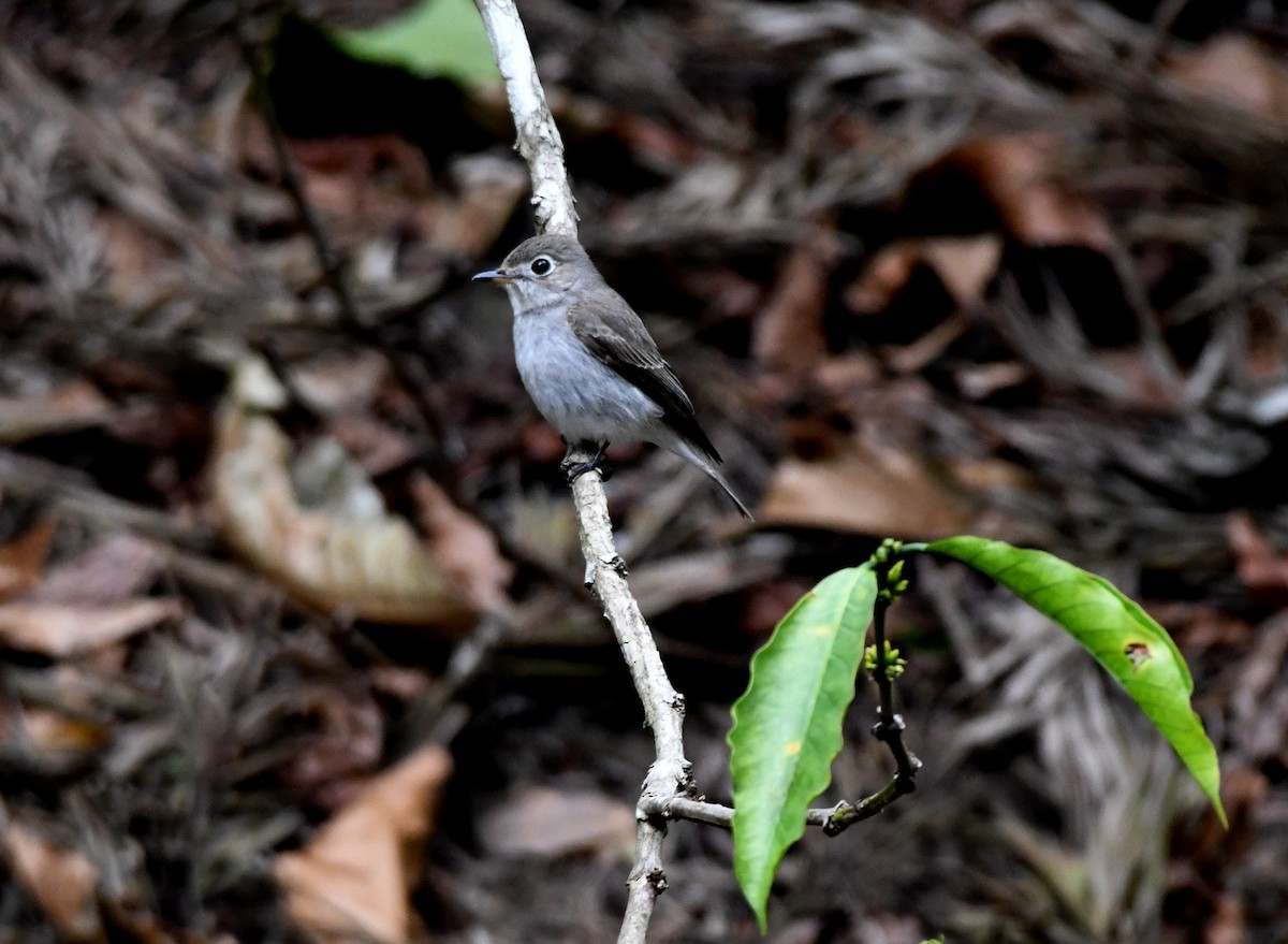 Asian Brown Flycatcher - ML543585151