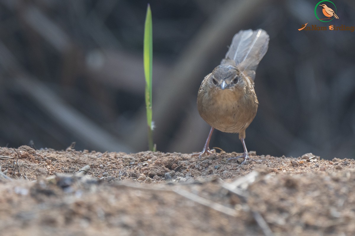 Dalat Bush Warbler - ML543585551