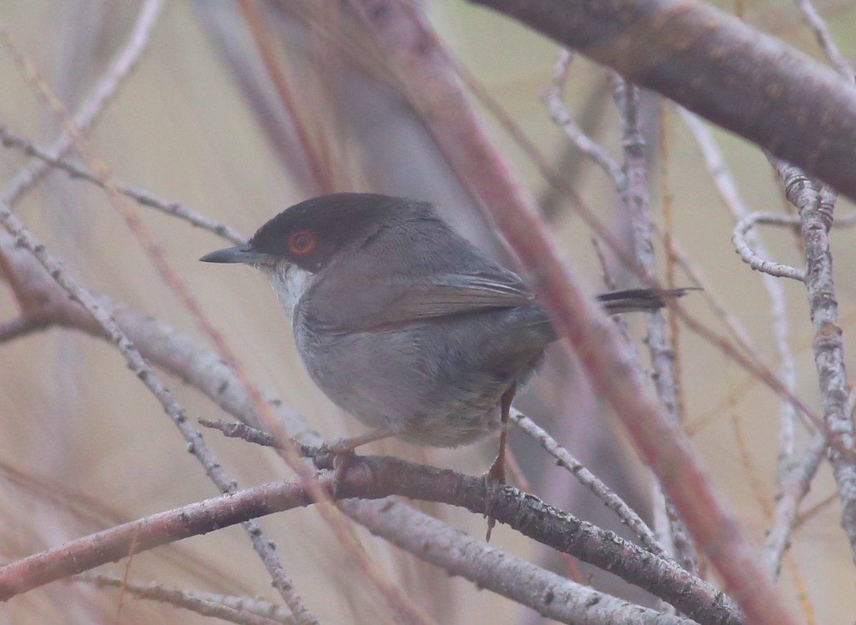 Sardinian Warbler - ML543587591