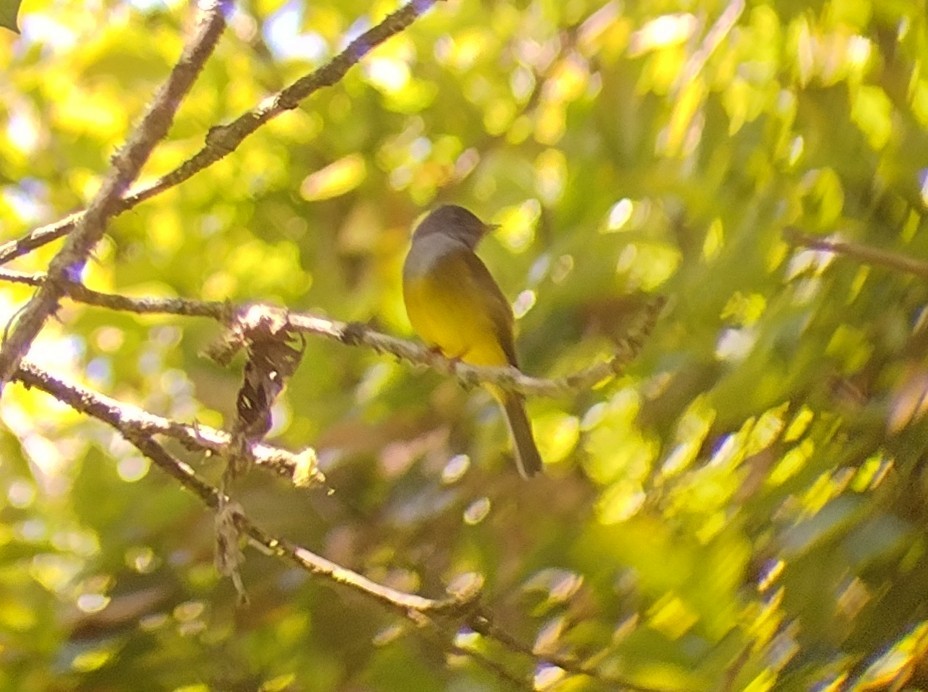 Gray-headed Canary-Flycatcher - ML543587811