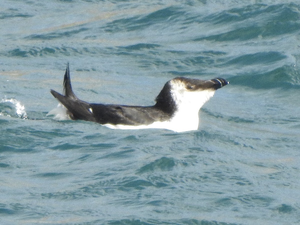 Razorbill - ML543587901