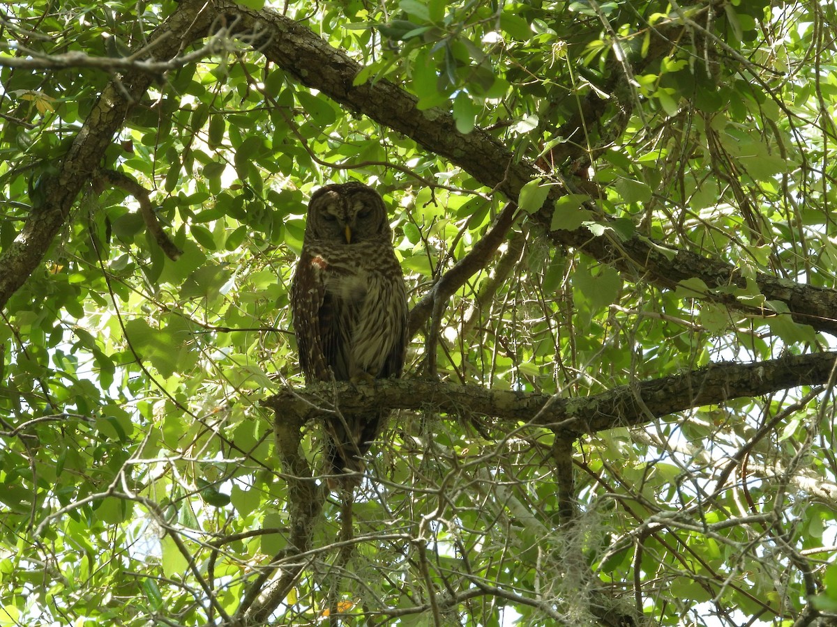 Barred Owl - ML543589611