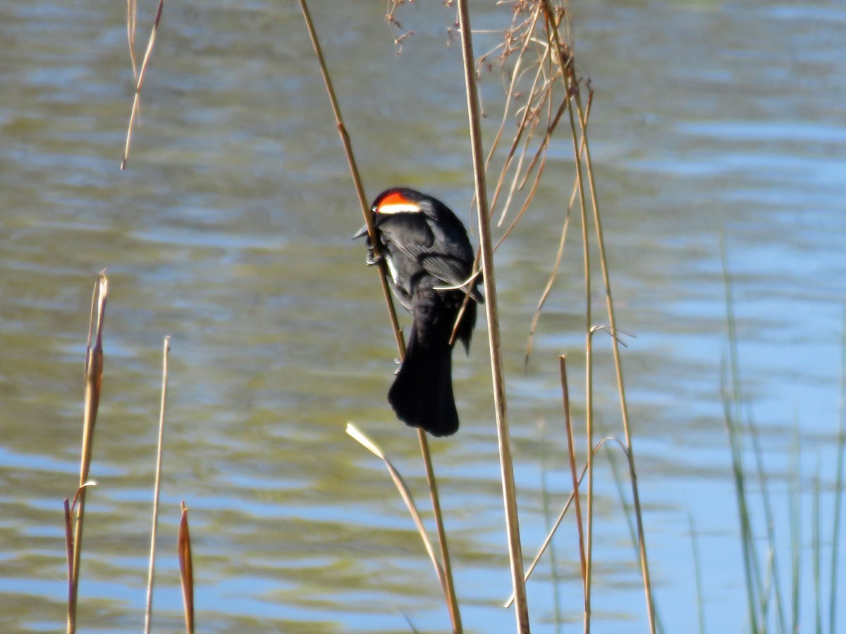 Red-winged Blackbird - ML543591201