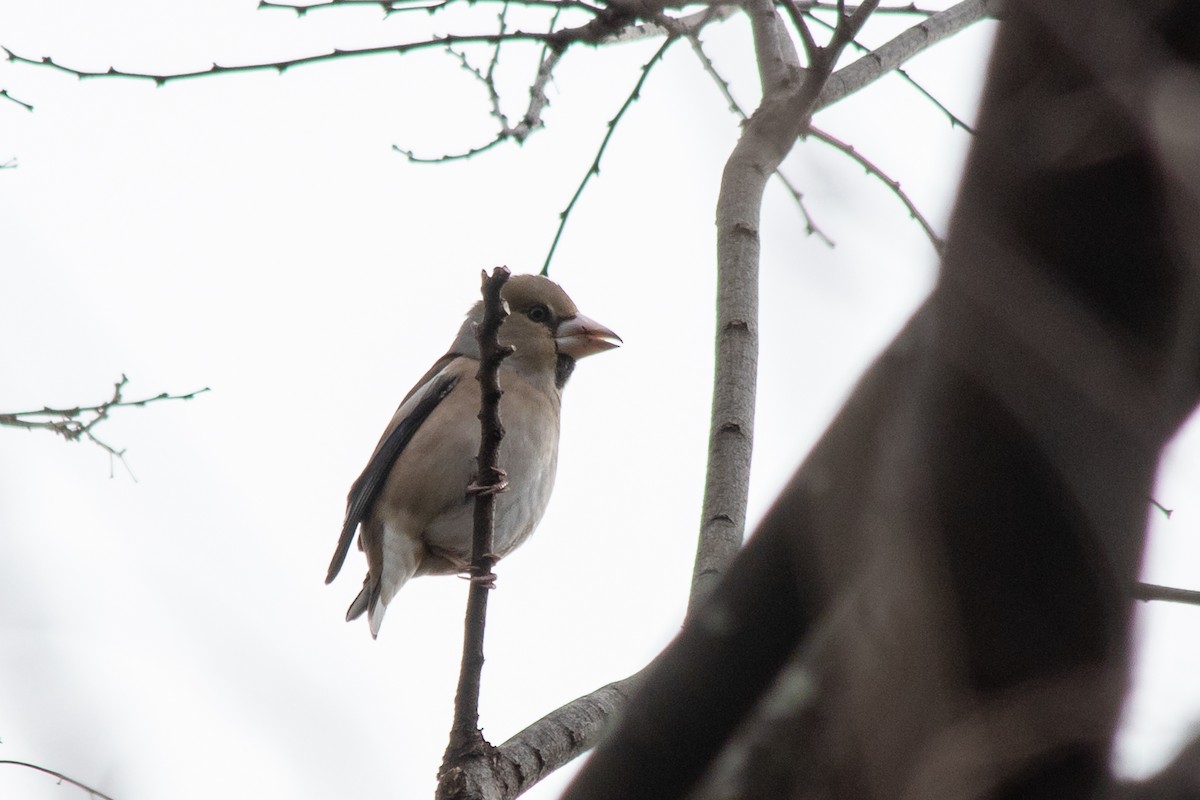 Hawfinch - ML543592151