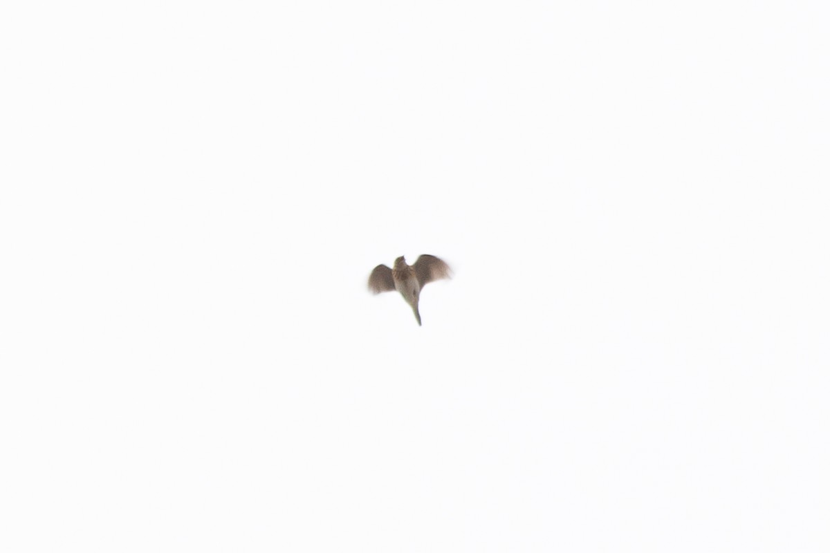 Eurasian Skylark (Far Eastern) - André  Zambolli