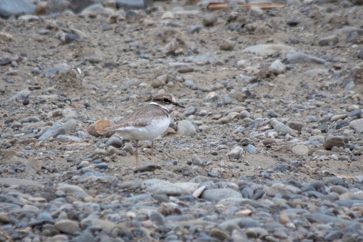 Long-billed Plover - ML543592461