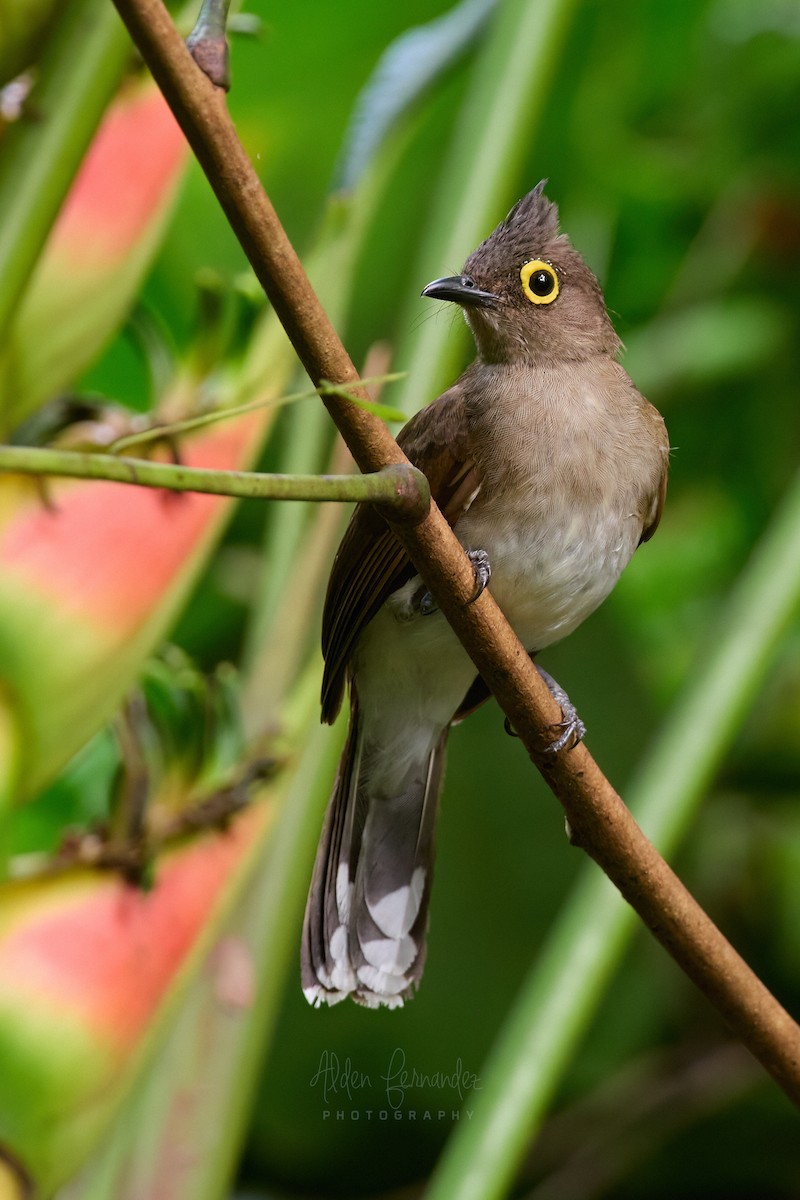 Yellow-wattled Bulbul - ML543592501