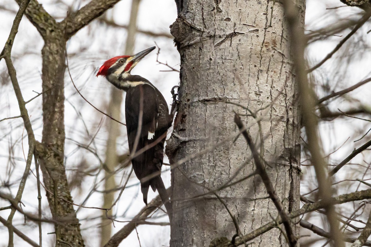 Pileated Woodpecker - ML543592801