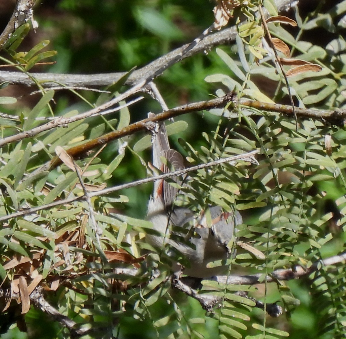 Lucy's Warbler - Mary Tannehill