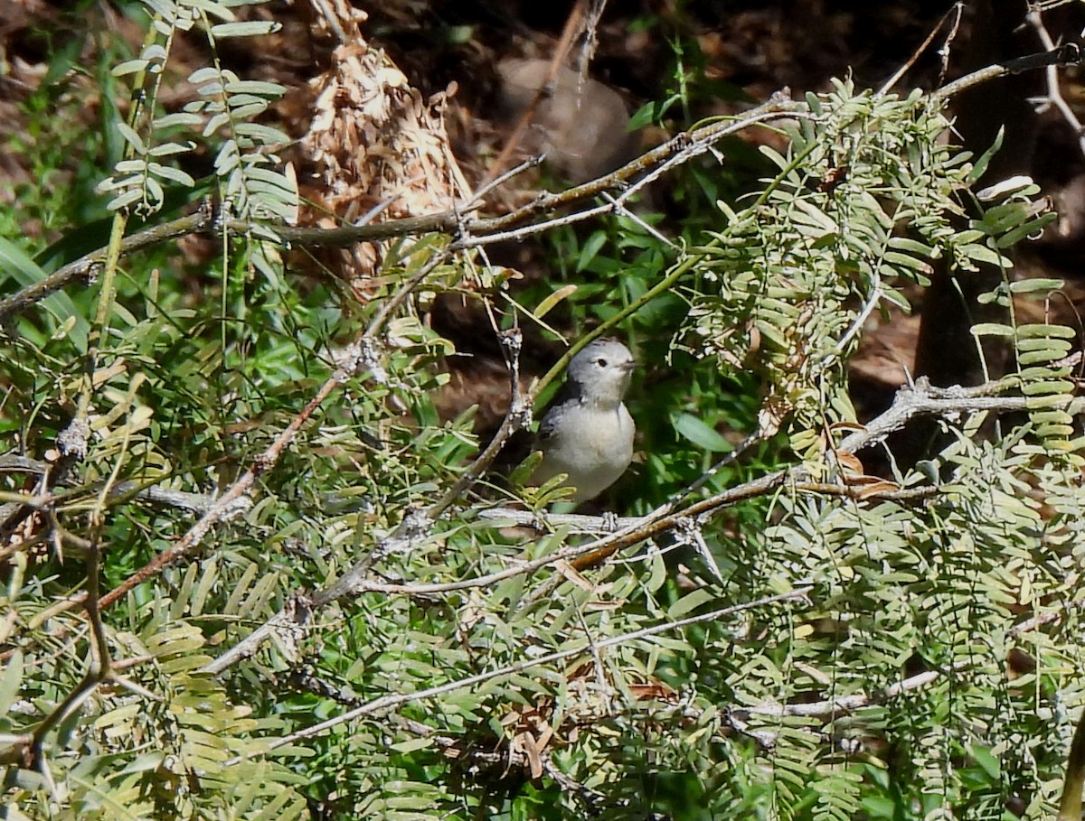 Rotbürzel-Waldsänger - ML543593481