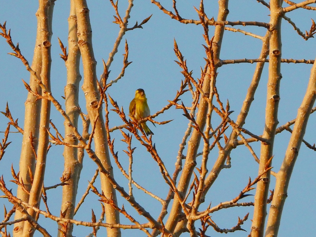 Eurasian Siskin - ML543593691