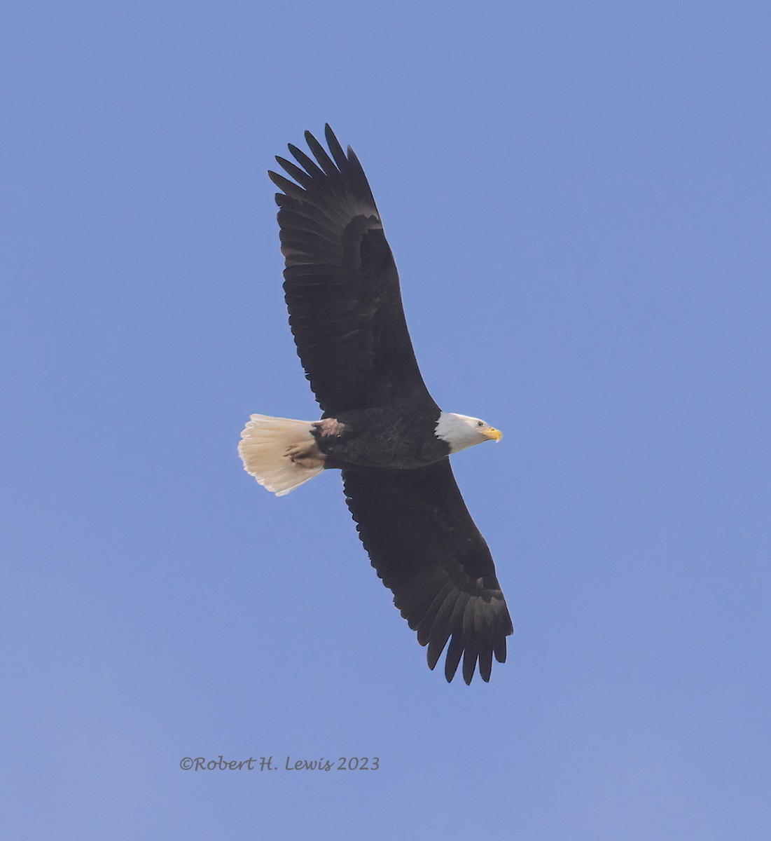 Bald Eagle - ML543594641