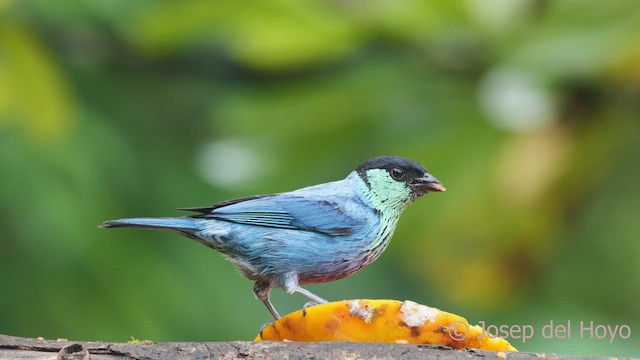 ズグロアオフウキンチョウ - ML543595221