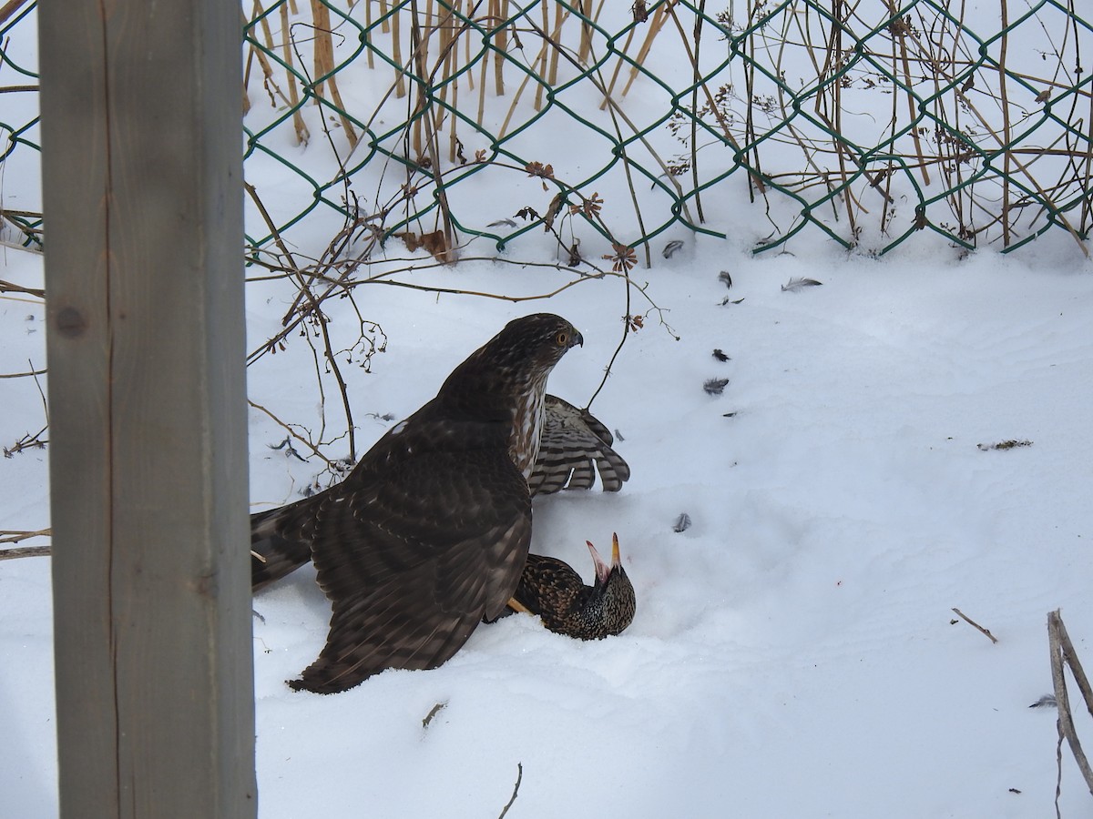 Sharp-shinned Hawk - ML543596701