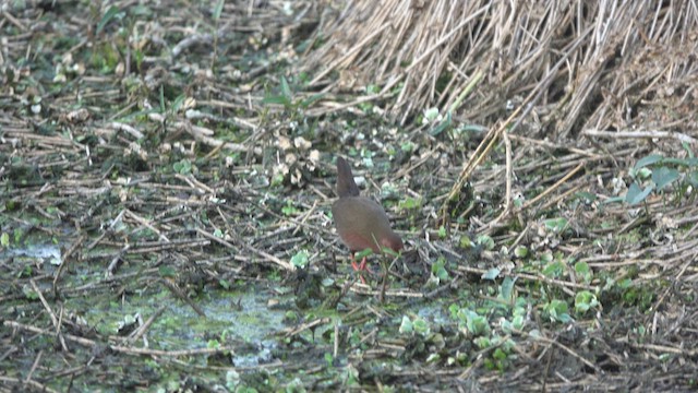 Ruddy-breasted Crake - ML543596911