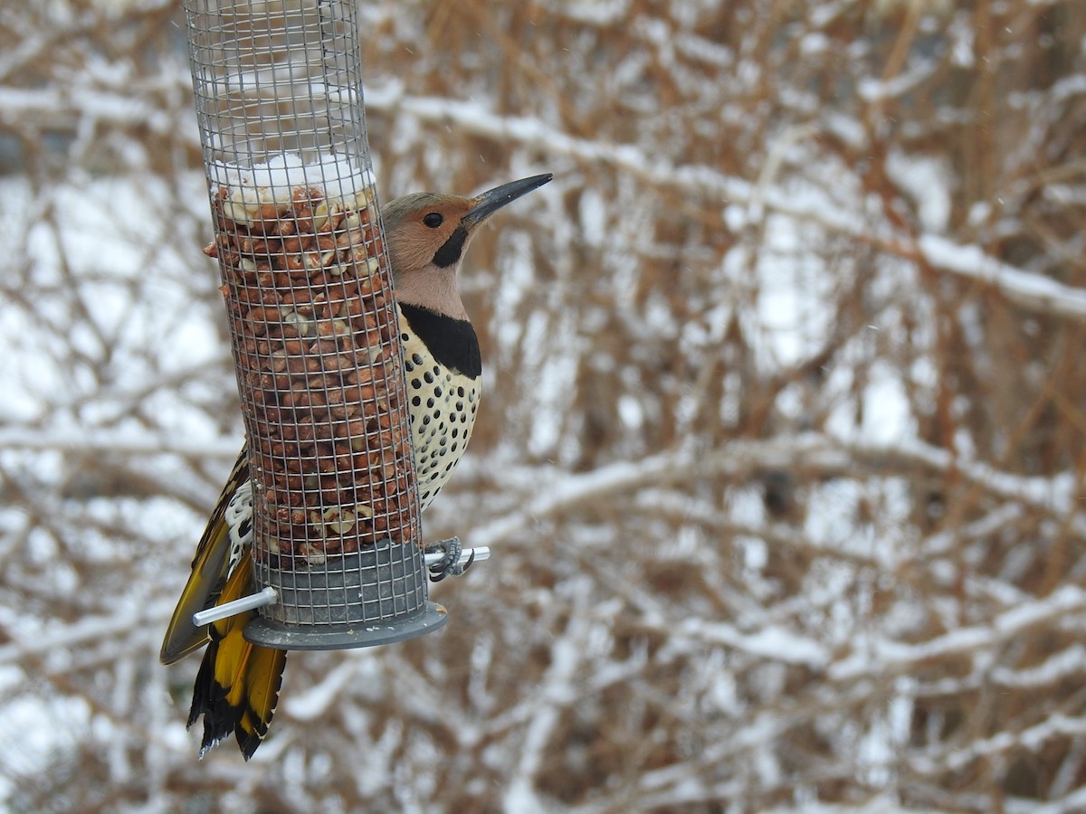 Northern Flicker - Susann Myers