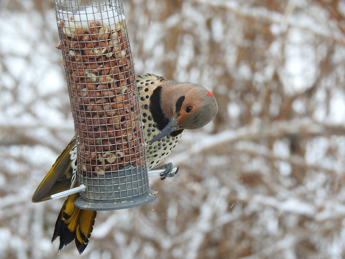 Northern Flicker - ML543597311