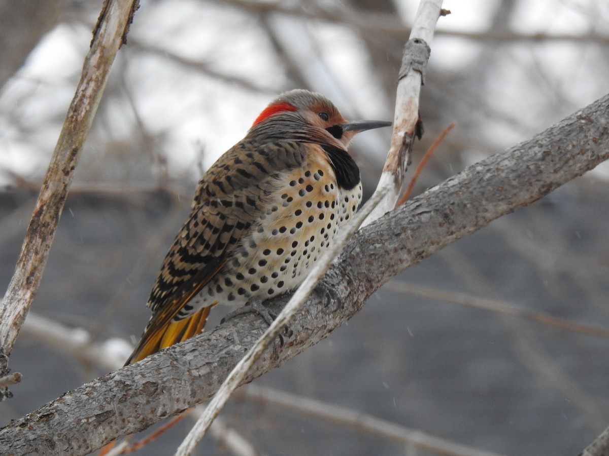 Northern Flicker - Susann Myers