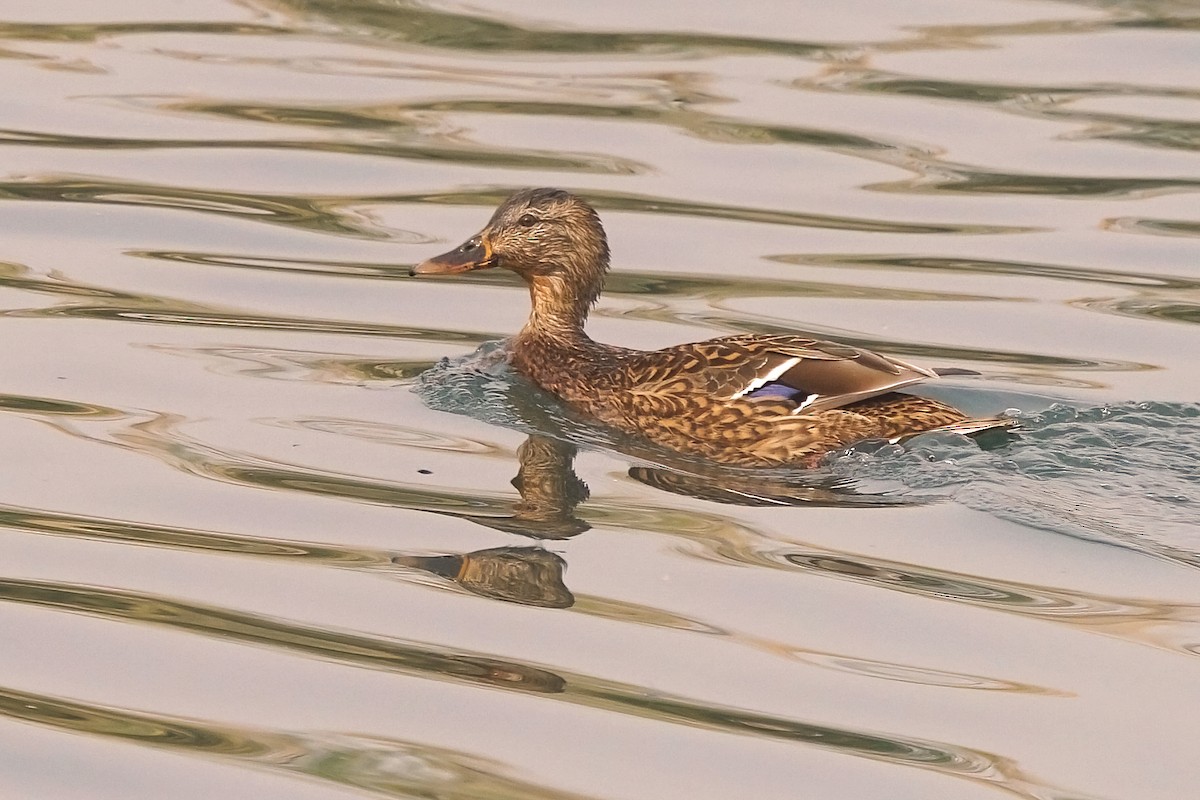 Mallard - Yakup Yener