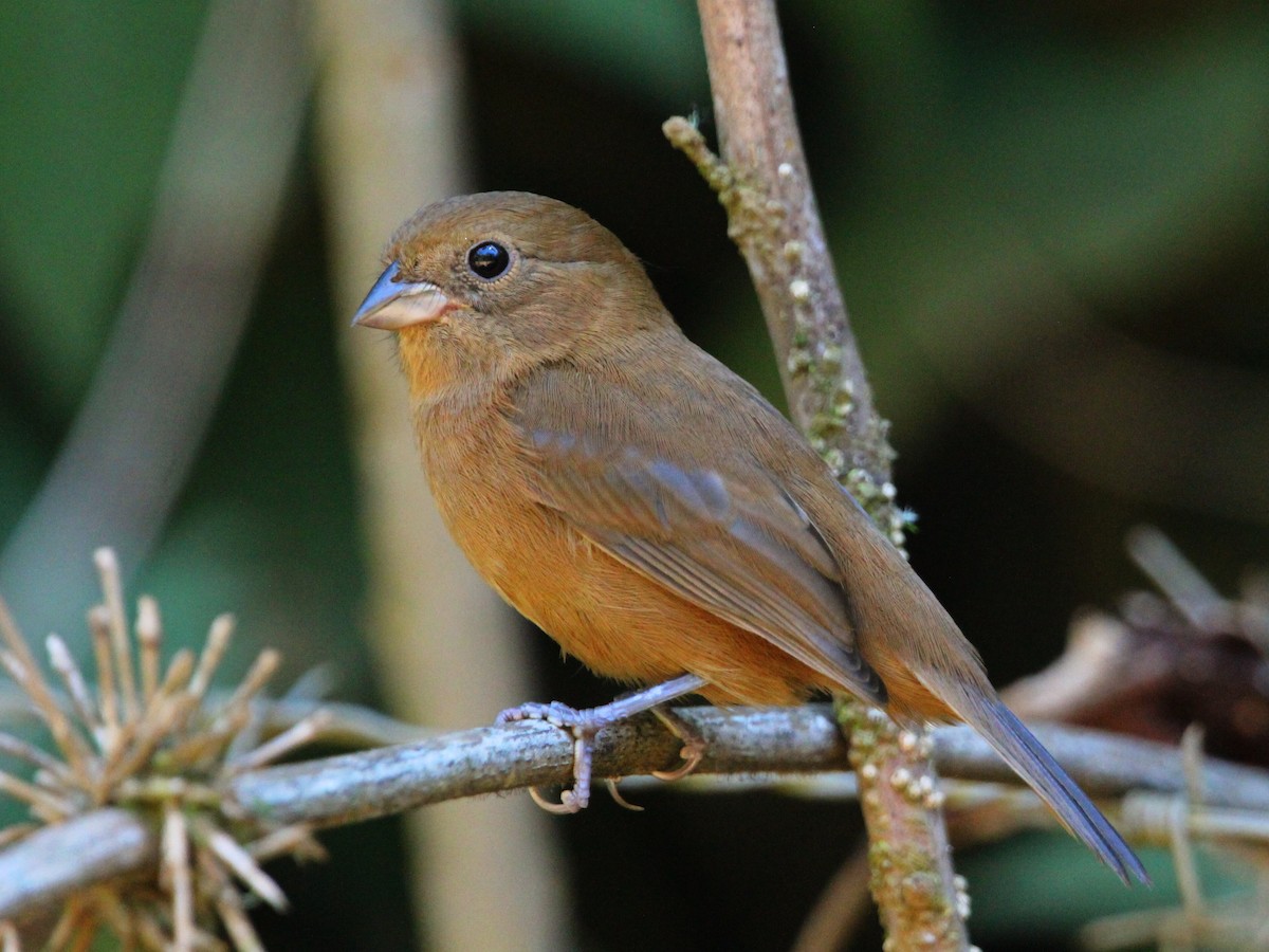 Blackish-blue Seedeater - ML543597931