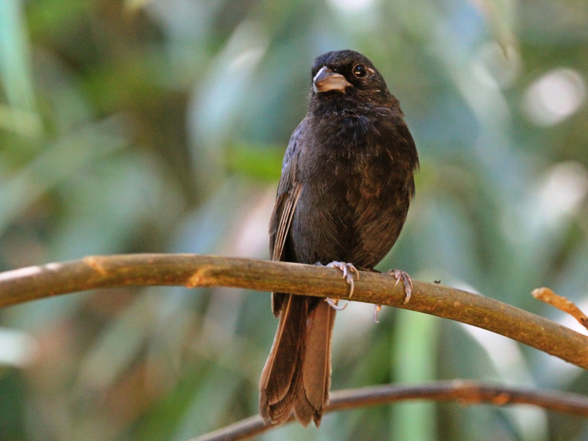 Blackish-blue Seedeater - ML543597941