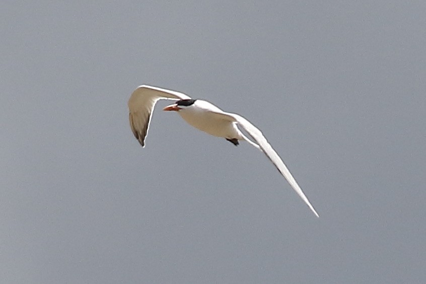 Royal Tern - ML543598361