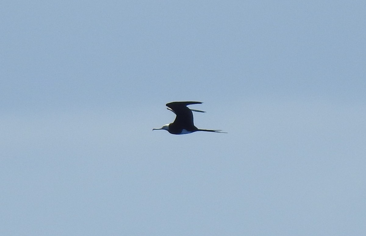 Great Frigatebird - Alan Younger