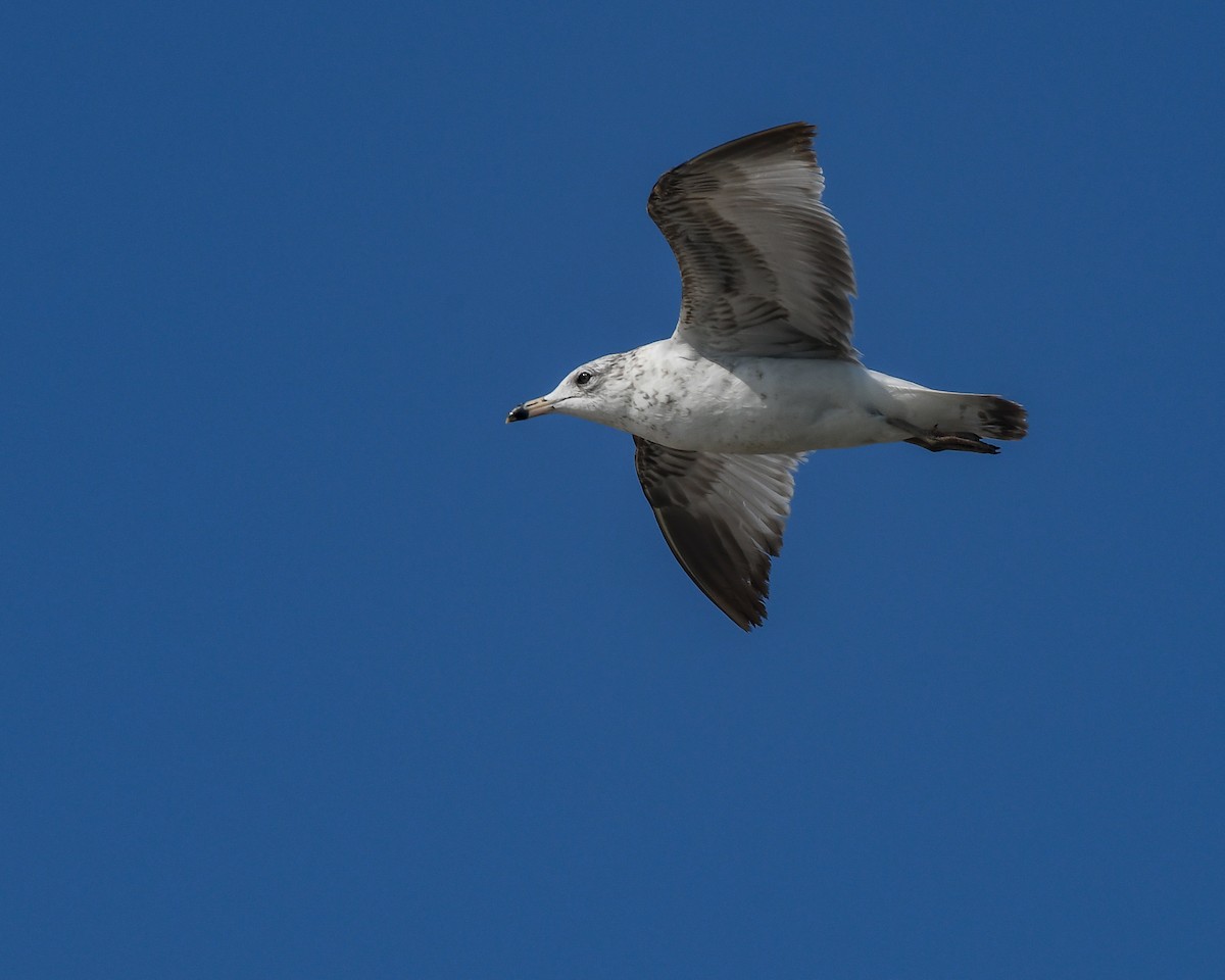 Ring-billed Gull - Erik Martin