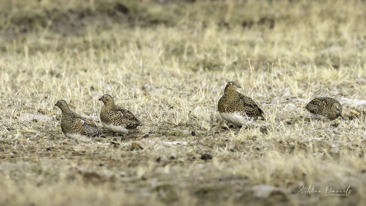 White-bellied Seedsnipe - ML543600141