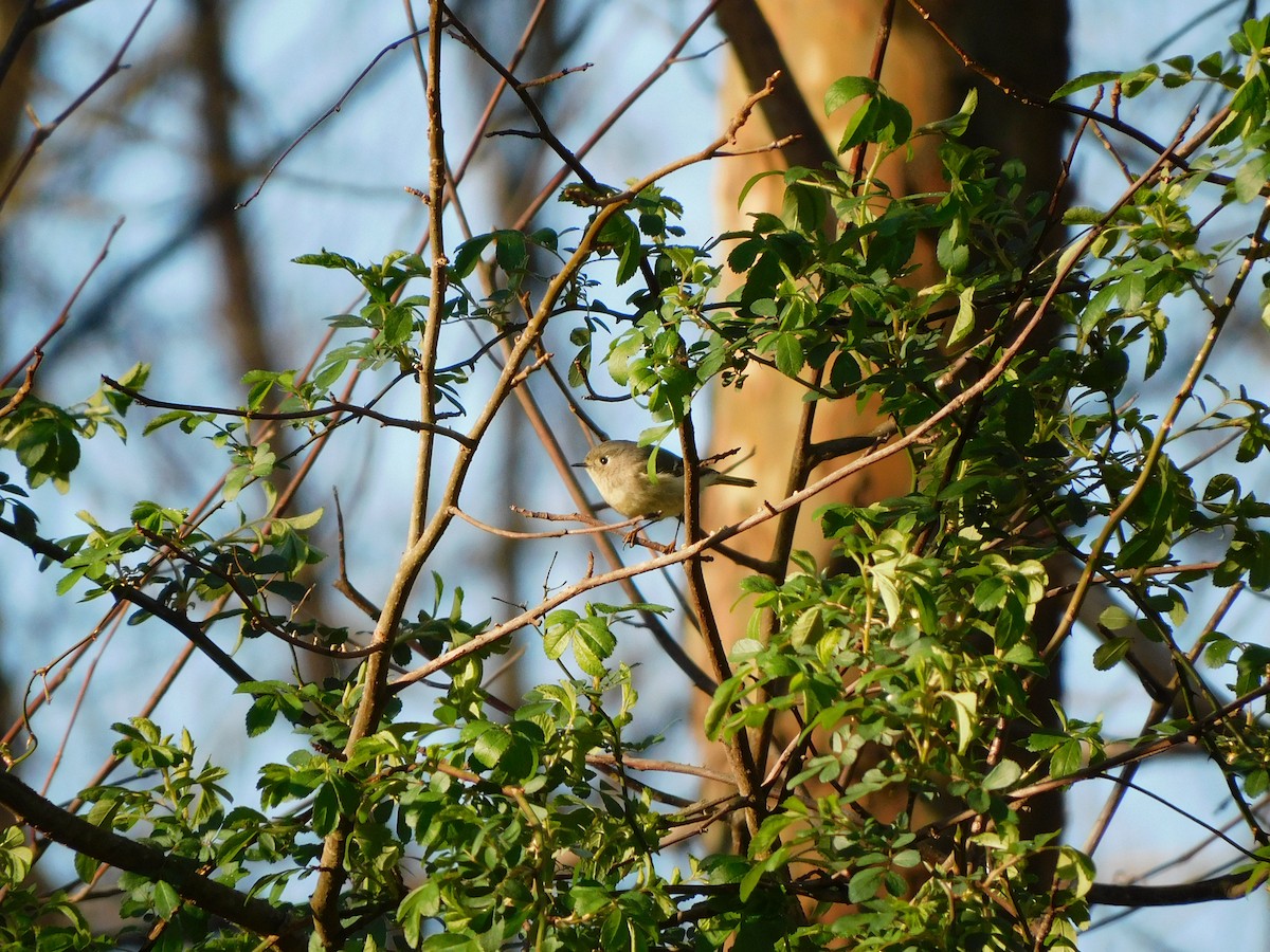 Ruby-crowned Kinglet - ML543603441