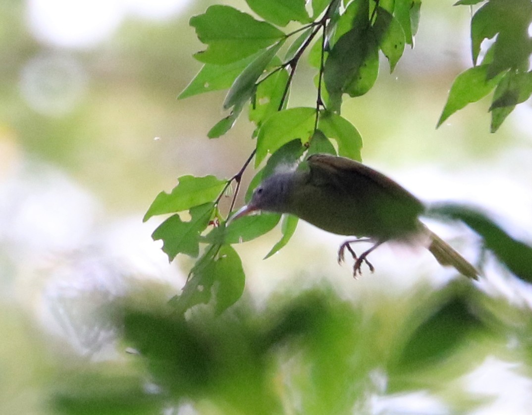 Gray-headed Sunbird - ML543603671