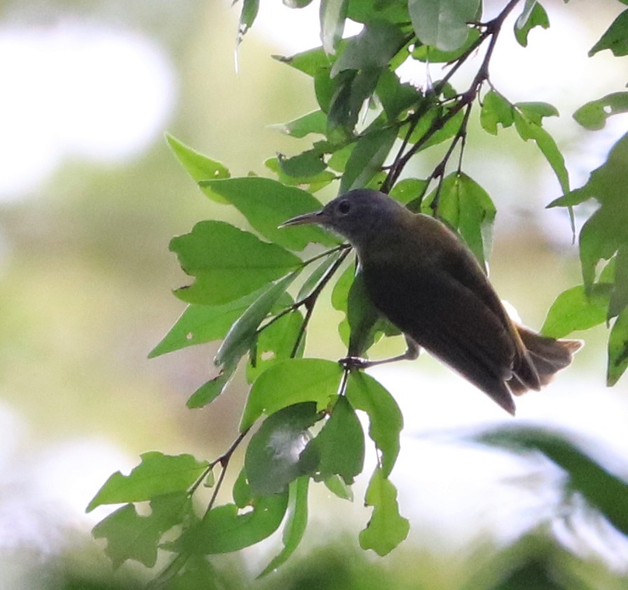 Gray-headed Sunbird - Dmitrii Travin