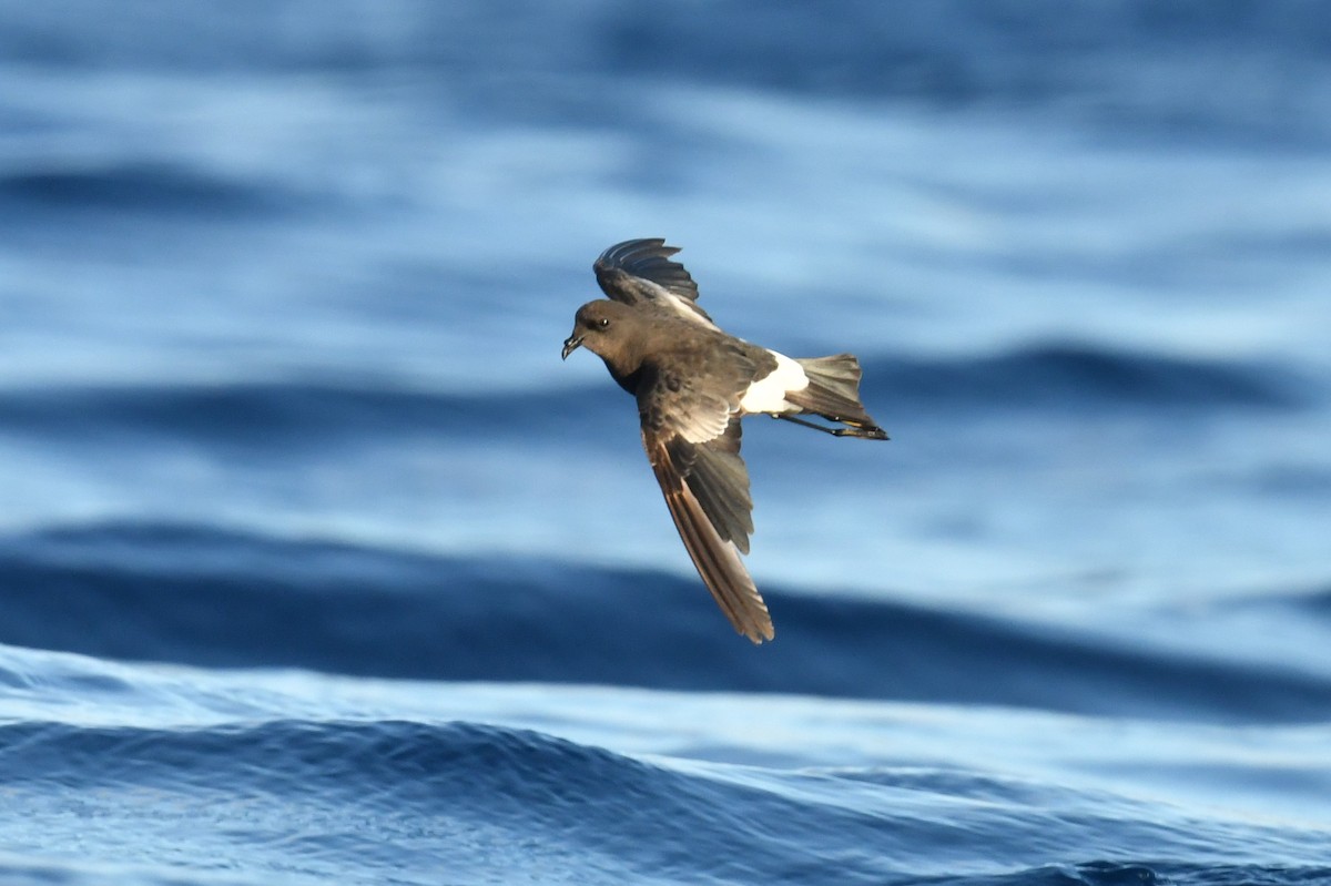 Wilson's Storm-Petrel - Stephen Rogers