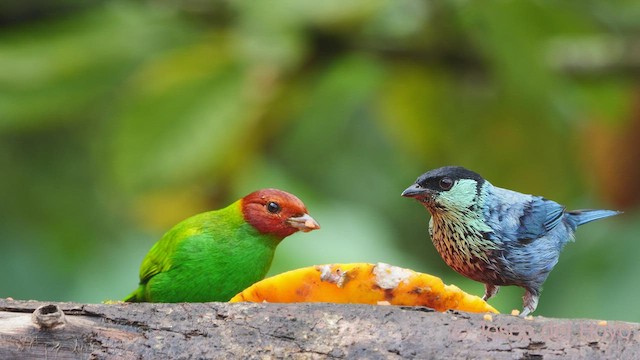 Black-capped Tanager - ML543604601